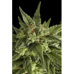 FRUIT AUTOMATICA * DINAFEM SEEDS 1 SEME FEM 