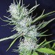 FRUIT SPIRIT * ROYAL QUEEN SEEDS 10 SEMI FEM 