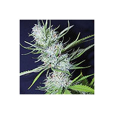 FRUIT SPIRIT * ROYAL QUEEN SEEDS 10 SEMI FEM 