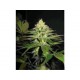 NL5 X SKUNK * MR NICE LIMITED EDITION 15 SEMI REG