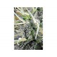 NL5 X HAZE * MR NICE LIMITED EDITION 15 SEMI REG 