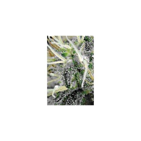 NL5 X HAZE * MR NICE LIMITED EDITION 15 SEMI REG 