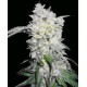 AFGHAN SKUNK * MR NICE LIMITED EDITION 15 SEMI REG 