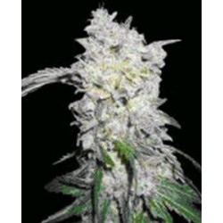 AFGHAN SKUNK * MR NICE LIMITED EDITION 15 SEMI REG 