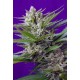 AUTO SPEED DEVIL #2 * SWEET SEEDS FEMINIZED 3 SEMI 