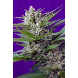 AUTO SPEED DEVIL #2 * SWEET SEEDS FEMINIZED 3 SEMI 