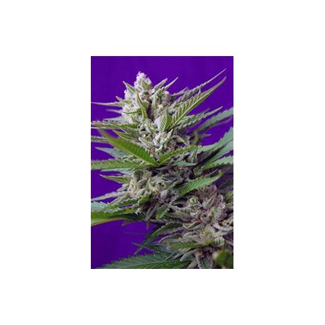 AUTO SPEED DEVIL #2 * SWEET SEEDS FEMINIZED 3 SEMI 