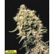 MEDICINE MAN * MR NICE NATURAL 15 SEMI REG 