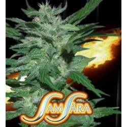 FLASH BABYLON AUTOMATIC * SAMSARA FEMINIZED 10 SEMI