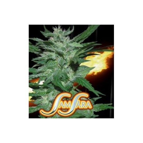 FLASH BABYLON AUTOMATIC * SAMSARA FEMINIZED 10 SEMI