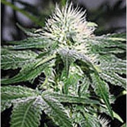 ICE * ROYAL QUEEN SEEDS 10 SEMI FEM 