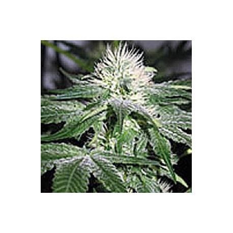 ICE * ROYAL QUEEN SEEDS 10 SEMI FEM 