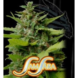 KISS DRAGON * SAMSARA FEMINIZED 10 SEMI