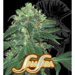 PUNKY LION * SAMSARA FEMINIZED 10 SEMI