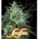 SPICY WHITE DEVIL * SAMSARA FEMINIZED 10 SEMI