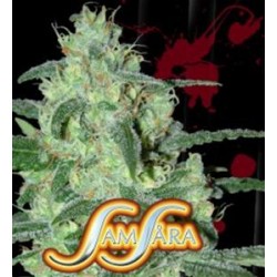 THUNDER BLOODY MARY AUTOMATIC * SAMSARA FEMINIZED 10 SEMI