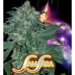 ULTRAVIOLET AUTOMATIC * SAMSARA FEMINIZED 10 SEMI