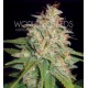 MAZAR X WHITE RHINO * WORLD OF SEEDS 3 SEMI FEM 