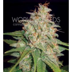 MAZAR X WHITE RHINO * WORLD OF SEEDS 3 SEMI FEM 