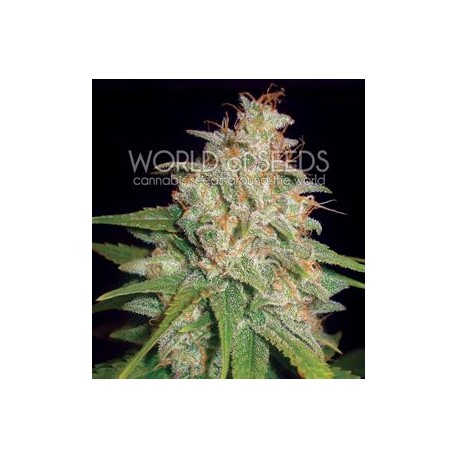 MAZAR X WHITE RHINO * WORLD OF SEEDS 3 SEMI FEM 