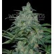 WILD THAILAND * WORLD OF SEEDS 3 SEMI FEM 