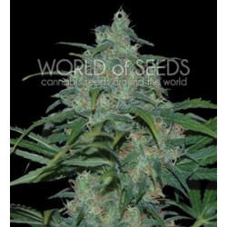 WILD THAILAND * WORLD OF SEEDS 3 SEMI FEM 