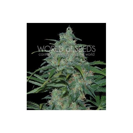 WILD THAILAND * WORLD OF SEEDS 3 SEMI FEM 