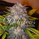 CARAMELO * DELICIOUS SEEDS SATIVA 3 SEMI FEM