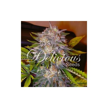 CARAMELO * DELICIOUS SEEDS SATIVA 3 SEMI FEM