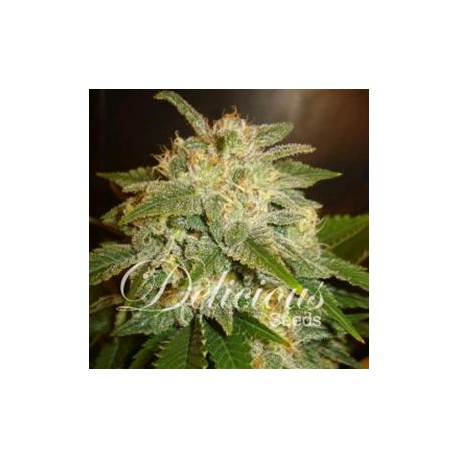 LA BELLA AFRODITA * DELICIOUS SEEDS AUTOMATIC 3 SEMI FEM