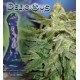 LA FRUTTA DI VENUS * DELICIOUS SEEDS AUTOMATIC 3 SEMI FEM