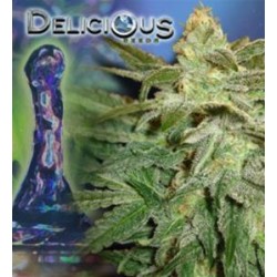 LA FRUTTA DI VENUS * DELICIOUS SEEDS AUTOMATIC 3 SEMI FEM