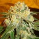 MARMALATE * DELICIOUS SEEDS INDICA 10 SEMI FEM