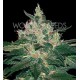 AFGHAN KUSH * WORLD OF SEEDS 3 SEMI FEM 