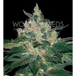 AFGHAN KUSH * WORLD OF SEEDS 3 SEMI FEM 