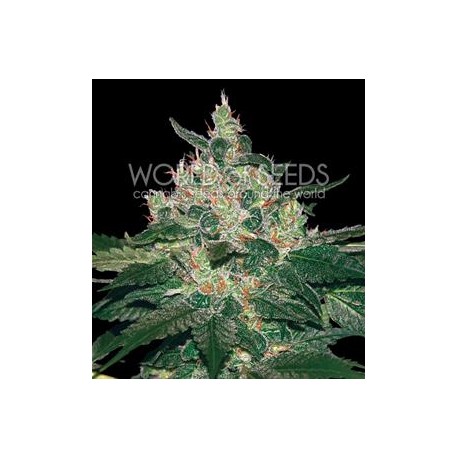 AFGHAN KUSH * WORLD OF SEEDS 3 SEMI FEM 