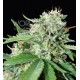 BRAZIL AMAZONIA * WORLD OF SEEDS 3 SEMI FEM