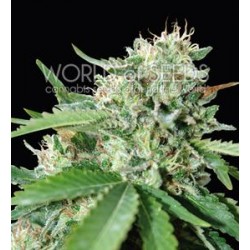 BRAZIL AMAZONIA * WORLD OF SEEDS 3 SEMI FEM