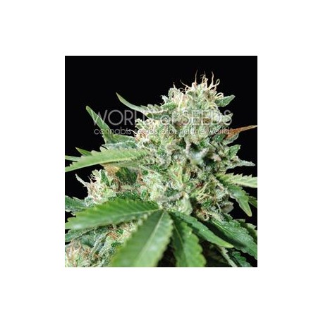 BRAZIL AMAZONIA * WORLD OF SEEDS 3 SEMI FEM