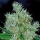 POWER FLOWER * ROYAL QUEEN SEEDS 10 SEMI FEM 