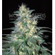 SOUTH AFRICAN KWAZULU * WORLD OF SEEDS 3 SEMI FEM 