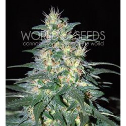 SOUTH AFRICAN KWAZULU * WORLD OF SEEDS 3 SEMI FEM 