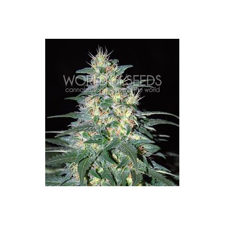 SOUTH AFRICAN KWAZULU * WORLD OF SEEDS 3 SEMI FEM 