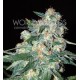 KETAMA * WORLD OF SEEDS 10 SEMI REG
