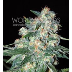 KETAMA * WORLD OF SEEDS 10 SEMI REG