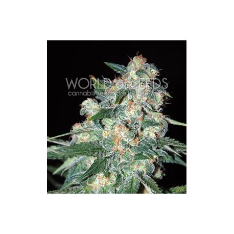 KETAMA * WORLD OF SEEDS 10 SEMI REG