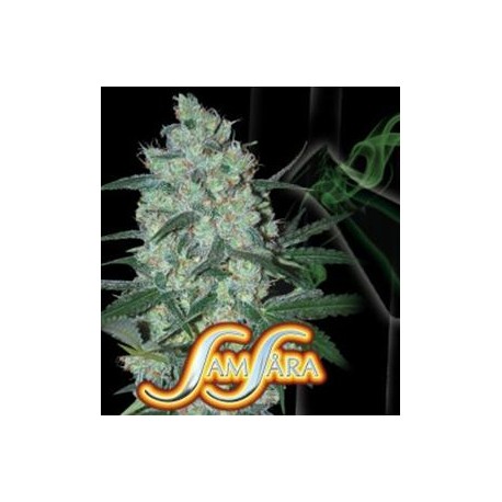 GREEN LOVE POTION * SAMSARA FEMINIZED 3 SEMI