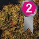 SHINING SILVER HAZE * ROYAL QUEEN SEEDS 10 SEMI FEM 