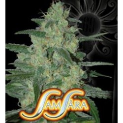 HOLY GRAIL 69# * SAMSARA FEMINIZED 5 SEMI