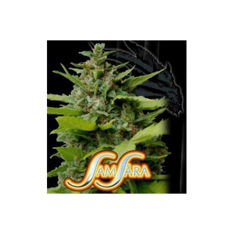 KISS DRAGON * SAMSARA FEMINIZED 5 SEMI